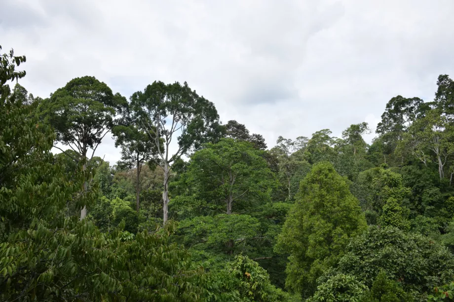 Jungla din Valea Danum, Sabah, Borneo