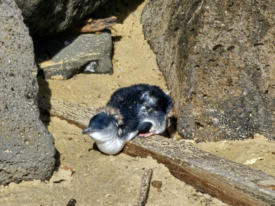 Pinguin mic australian