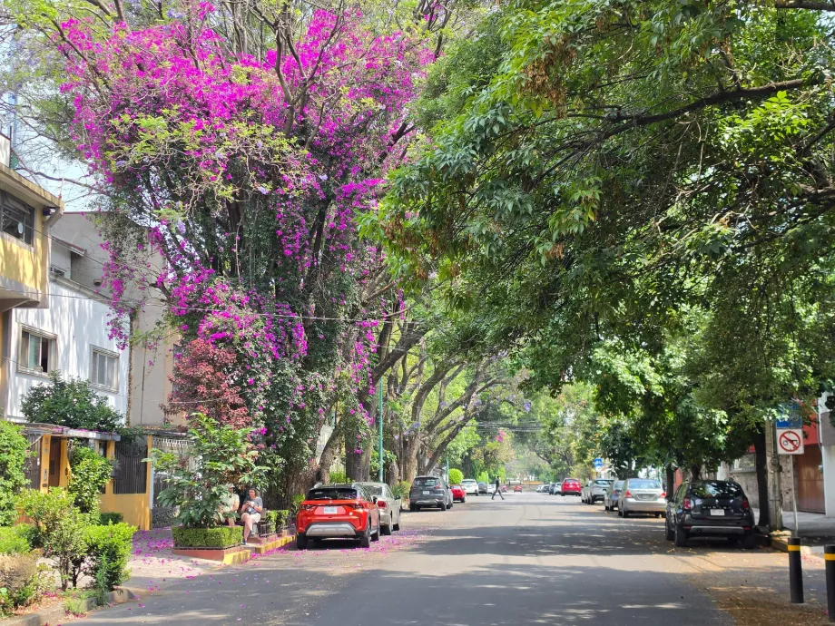 Districtul Coyoacán