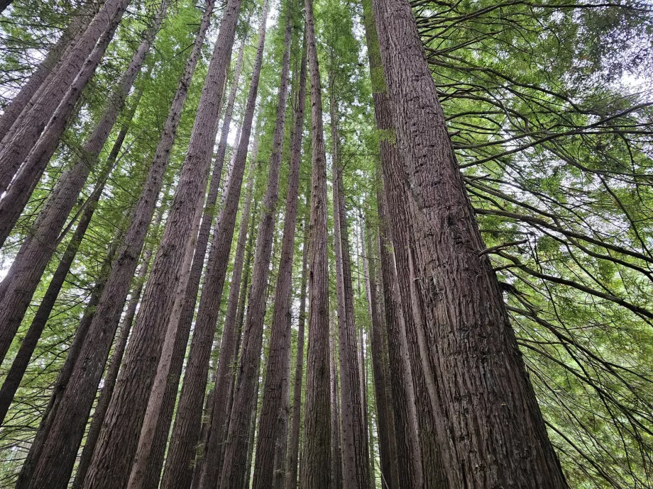 Redwoods