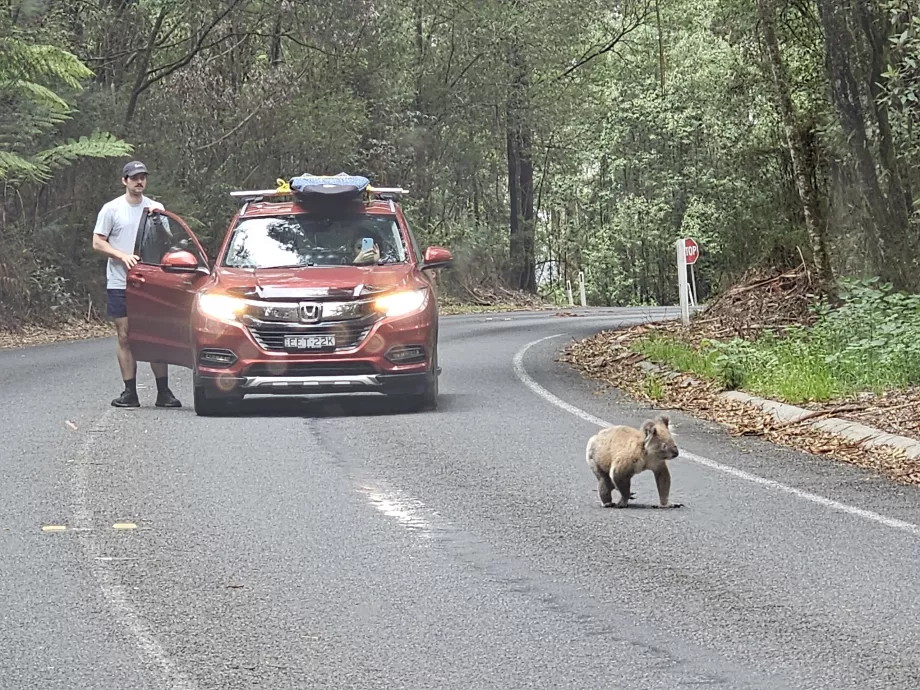 Ursuleț de pluș koala pe drum