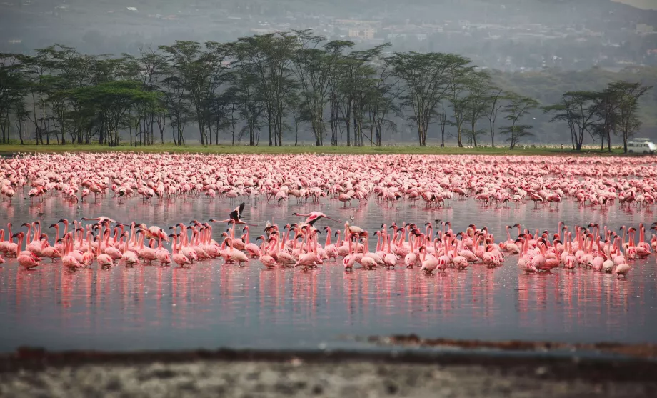 Flamingo în Nakuru