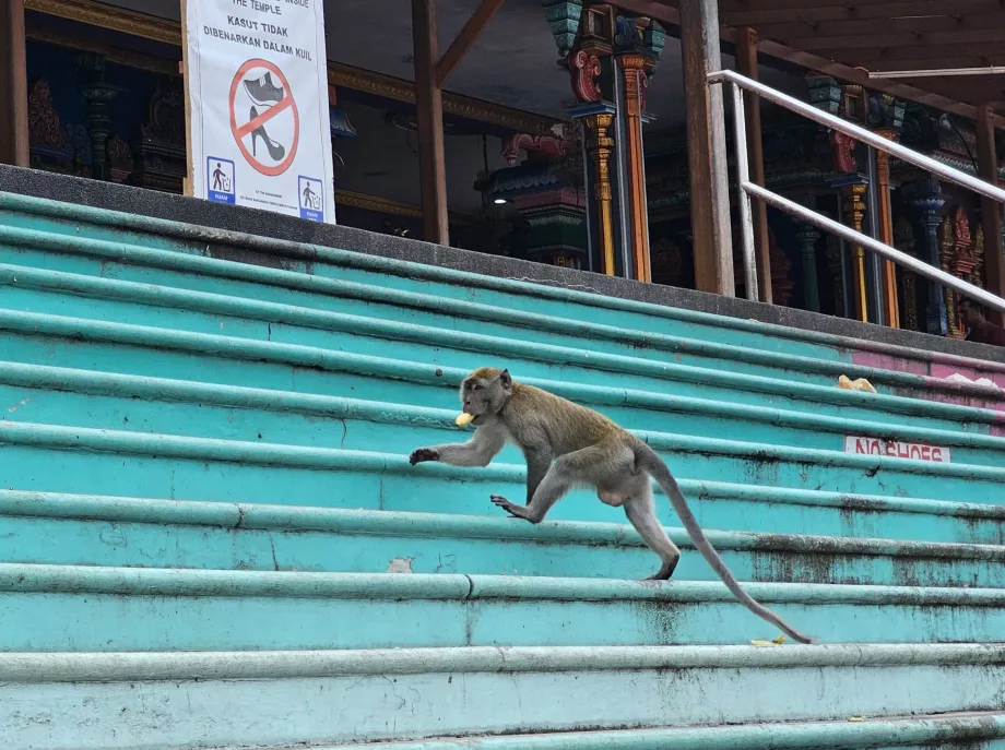 Maimuțe în Batu Caves
