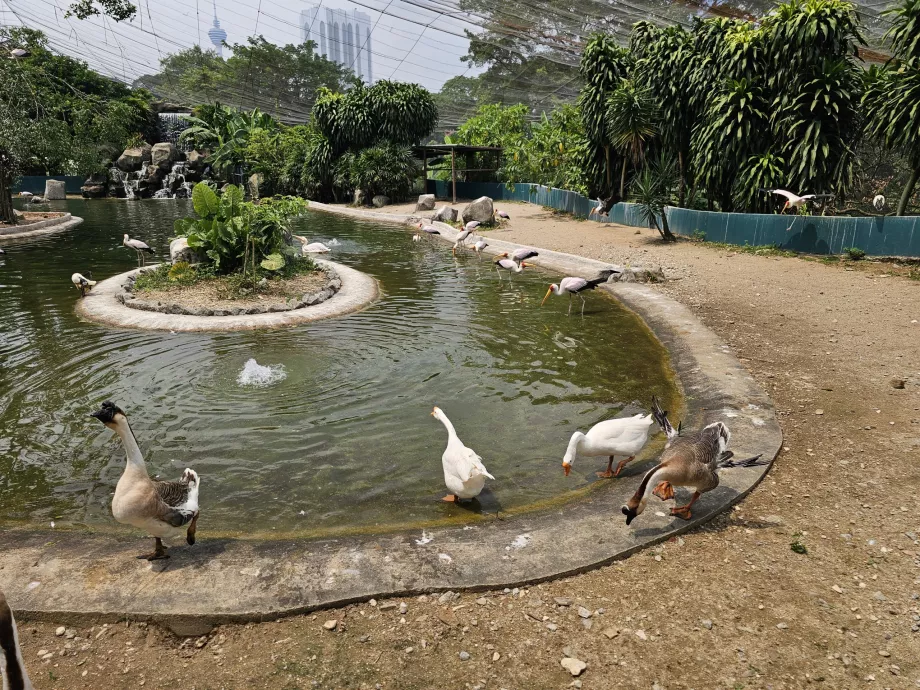 Parcul de păsări