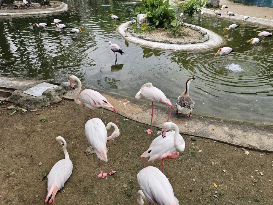 Parcul de păsări