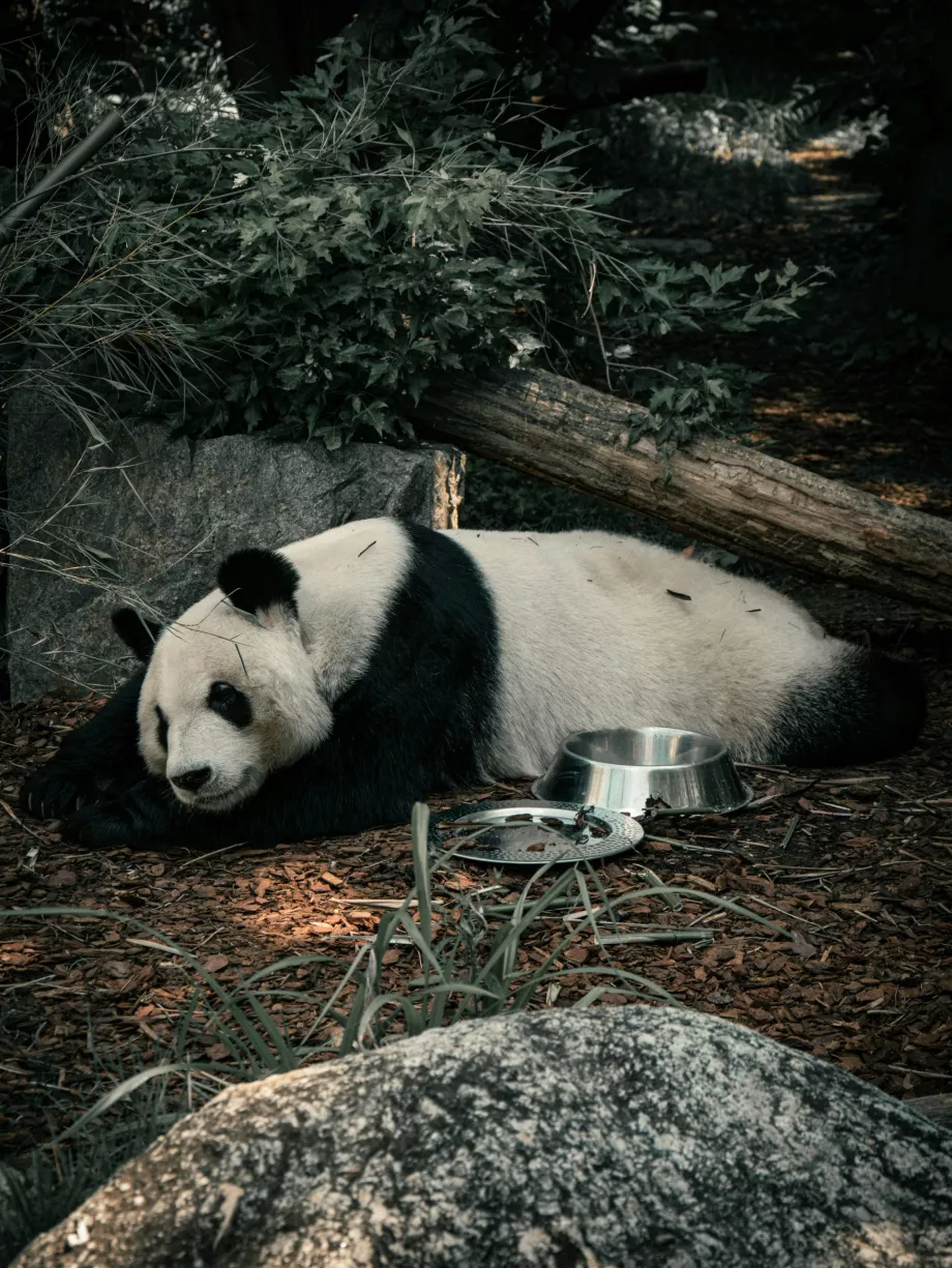 Panda gigant la grădina zoologică din Viena