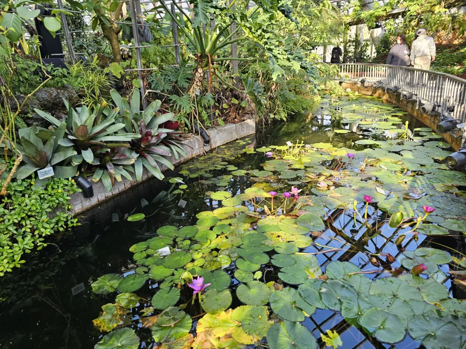 Grădinile botanice din Kyoto