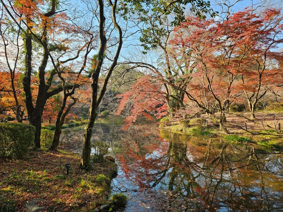 Grădinile botanice din Kyoto