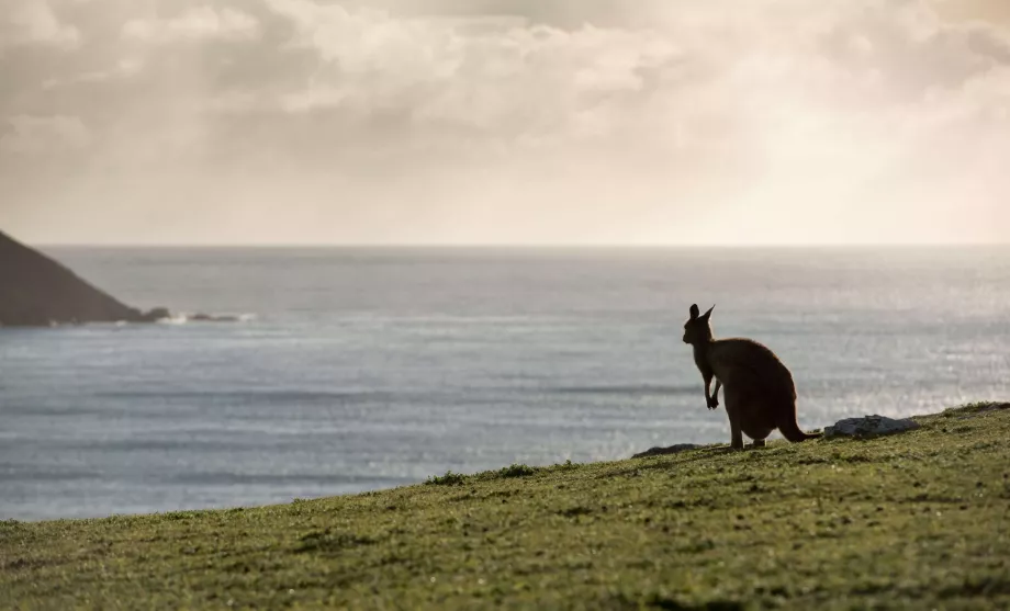 Cangurul în Australia