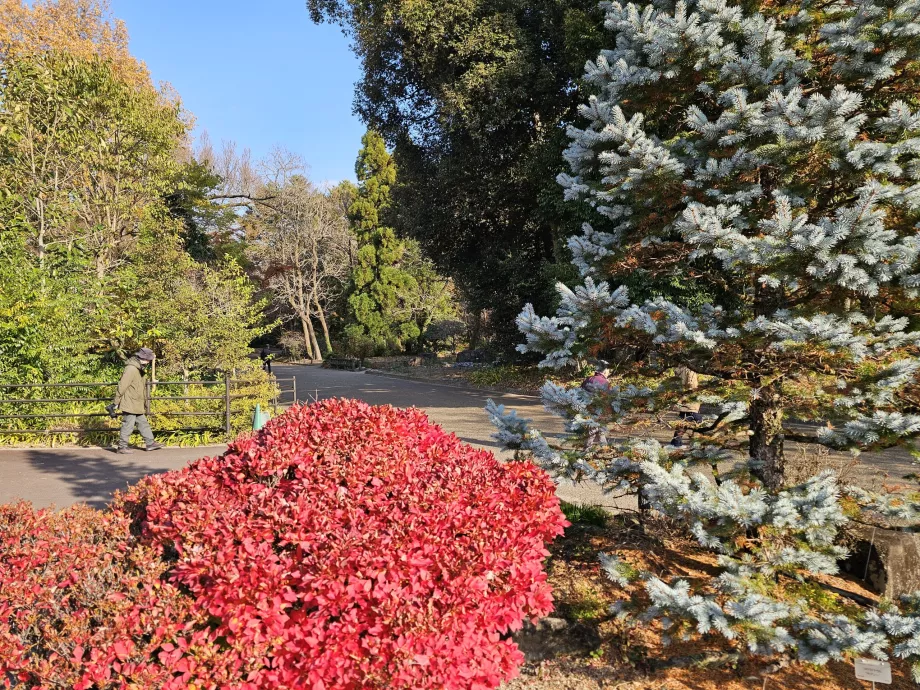 Grădinile botanice din Kyoto