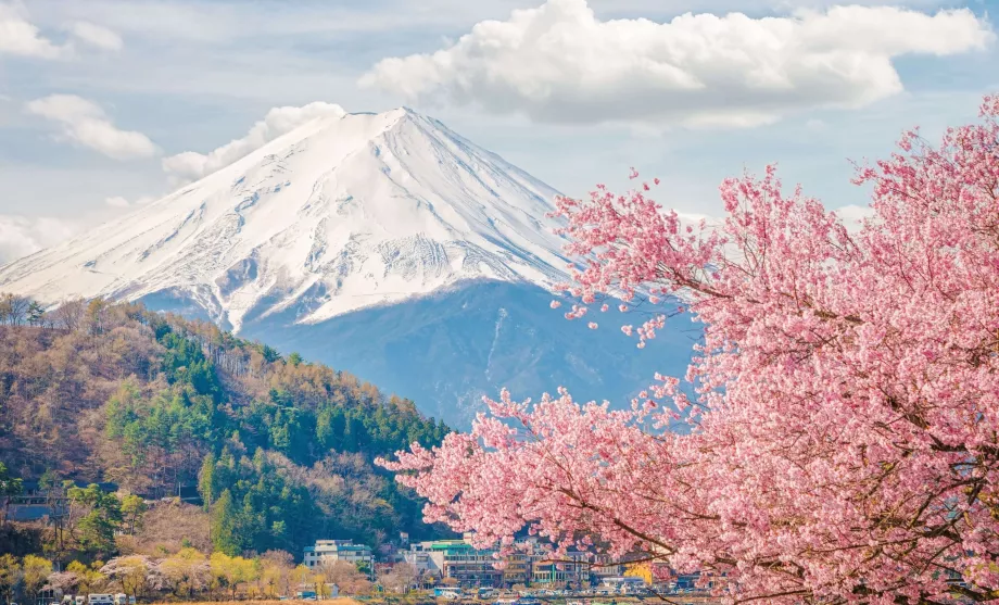 Fuji și sakura