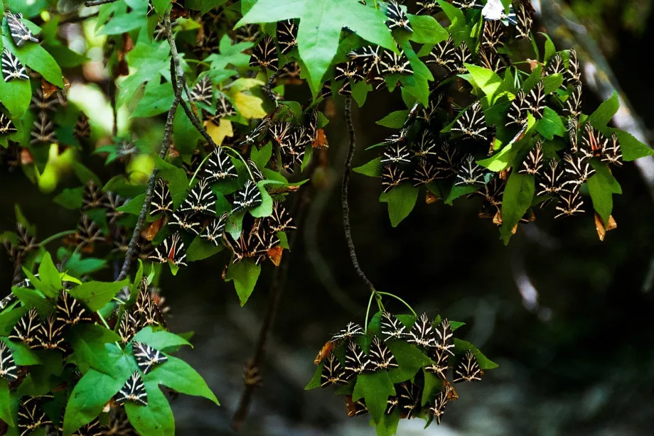 Valea fluturilor