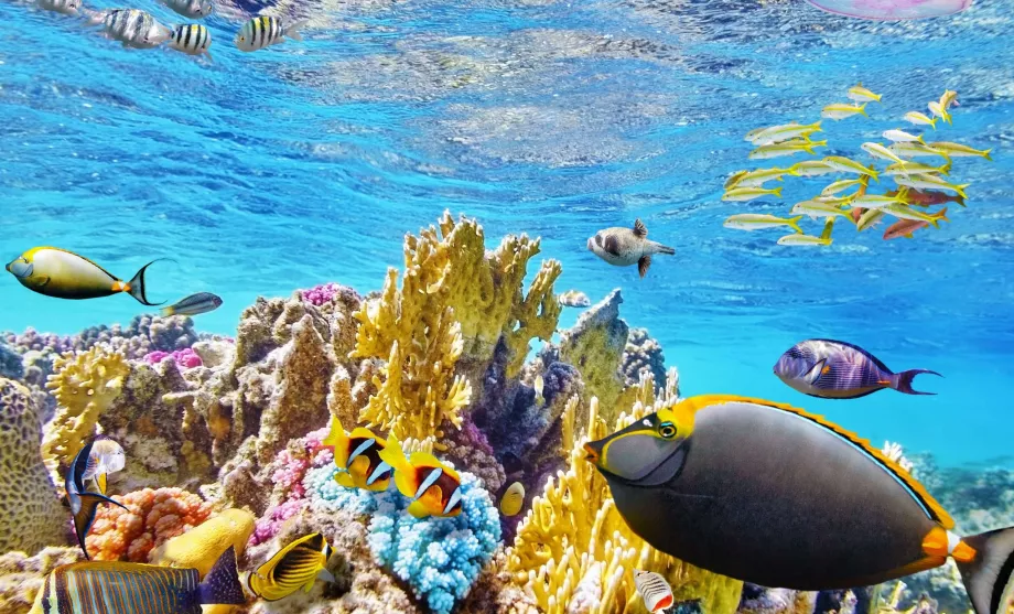 Snorkelling la Marele Recif Barreir