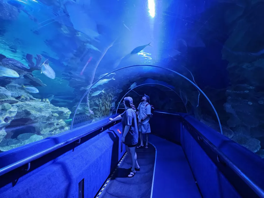 Tunel subacvatic, Acvariu