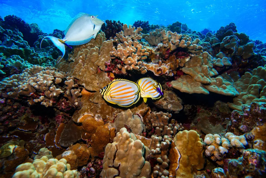 Lumea subacvatică din Molokini