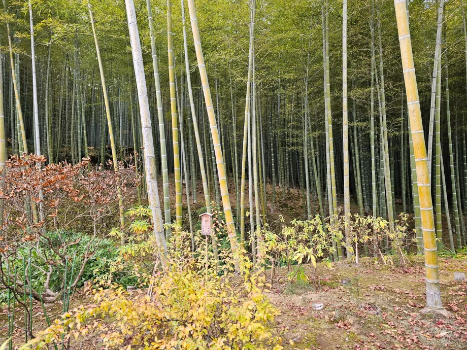 Pădurea de bambus Arashiyama