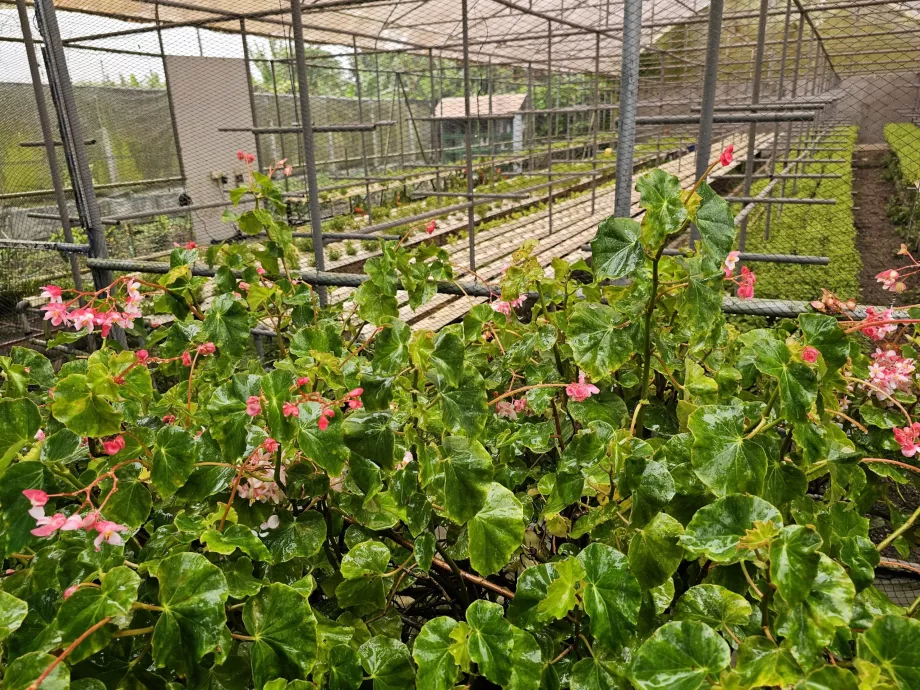 Plantație Vanille