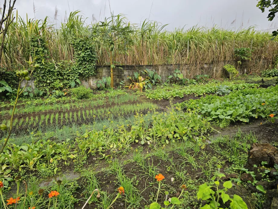 Plantație Vanille
