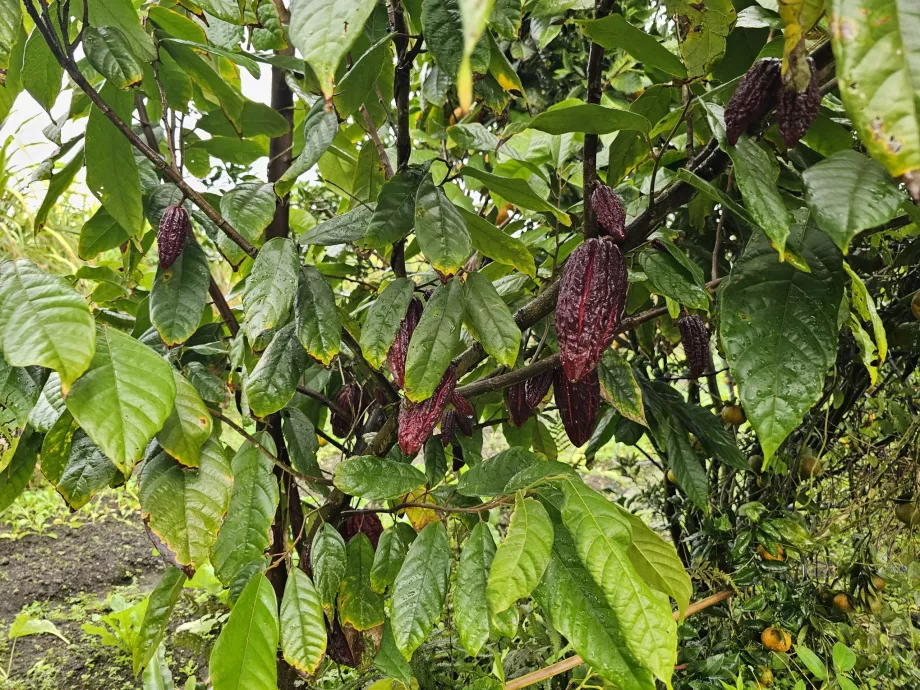 Plantație Vanille