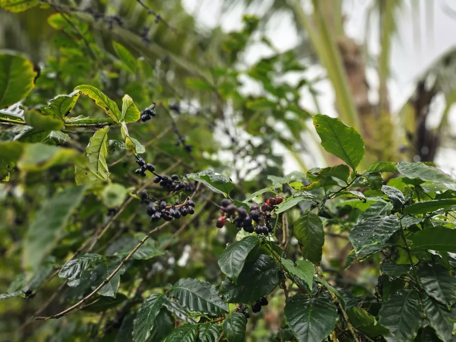 Cafea în Plantation Vanille