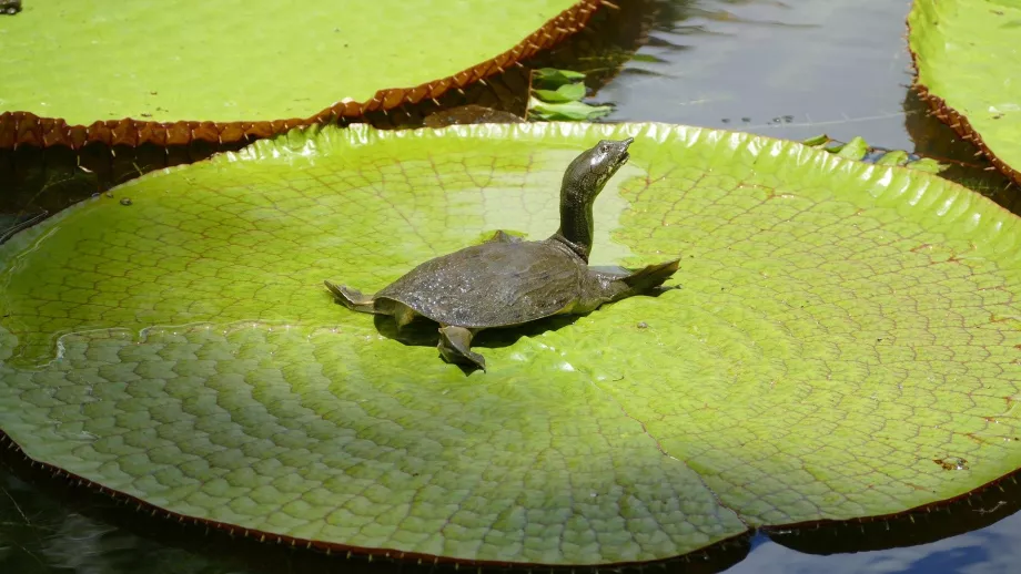 Grădina botanică