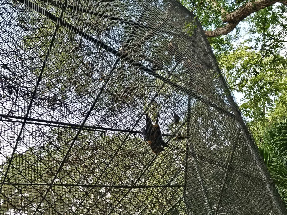 Lilieci la grădina zoologică Casela