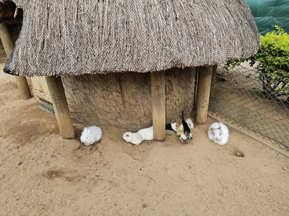 Iepuri la grădina zoologică Casela