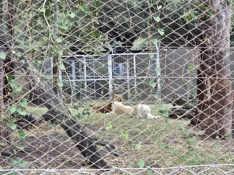 Lei la grădina zoologică Casela