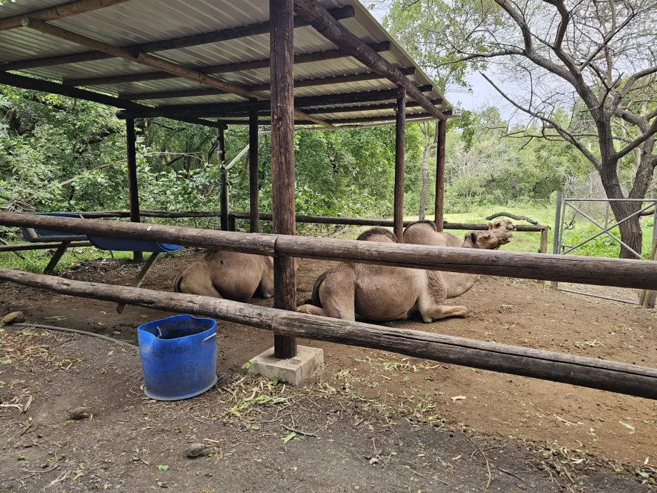 Cămile la grădina zoologică Casela