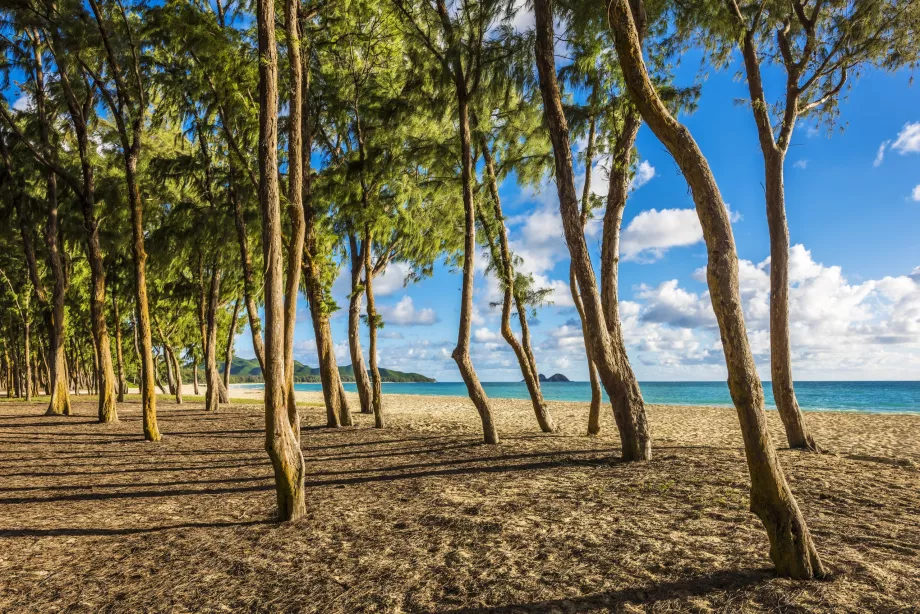 Copaci pe plaja Waimanalo