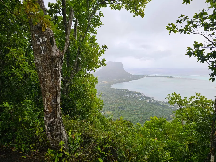 Pădurea Ebony, vedere la Le Morne