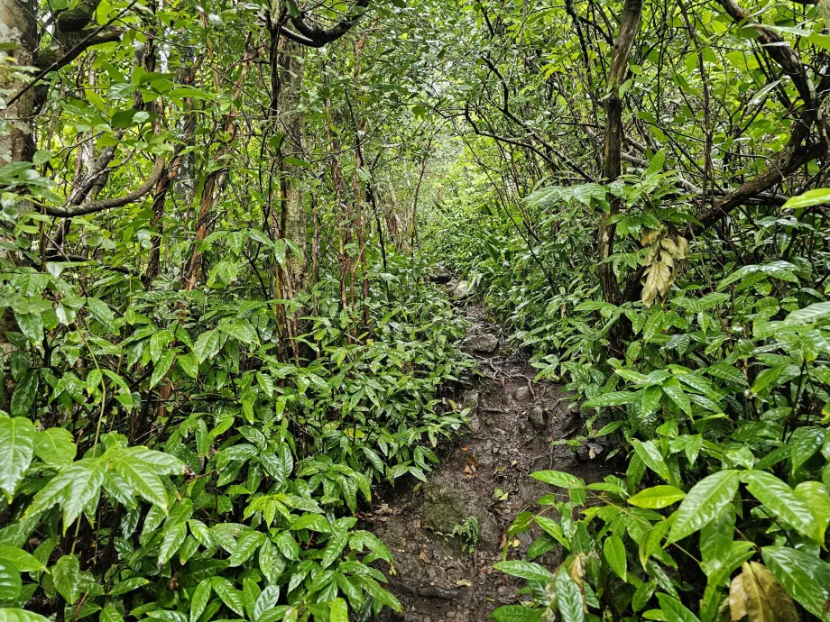Piton du Canot, cărare prin pădure