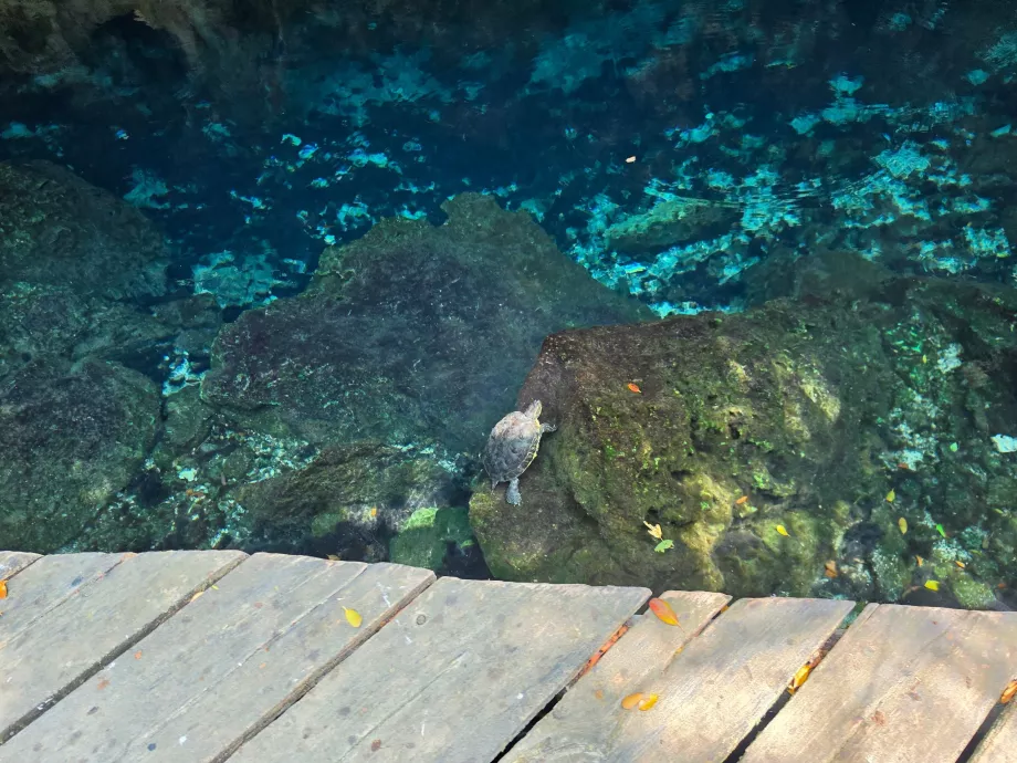 Țestoase în Gran Cenote