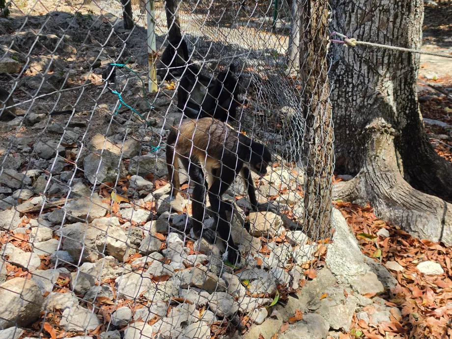 Mini-grădina zoologică Aktun Chen