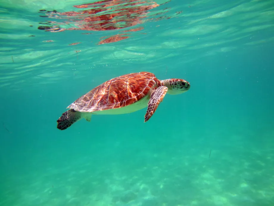 Țestoase în Golful Akumal