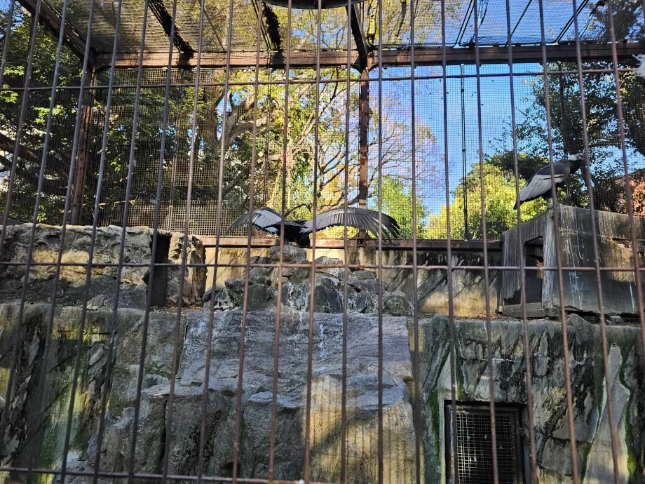 Vulturi la grădina zoologică Ueno