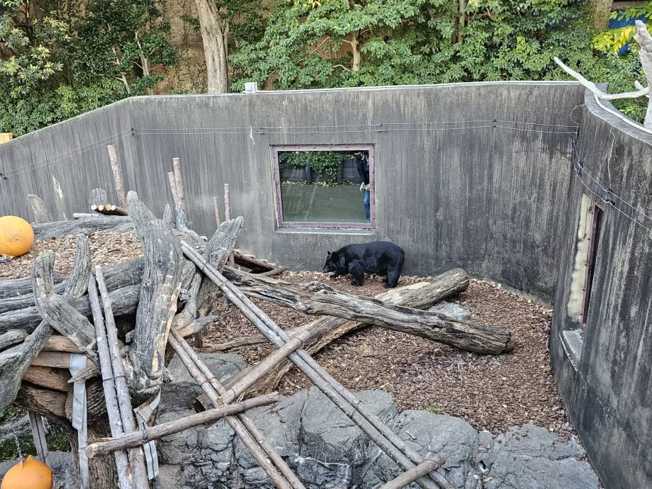 Urs în grădina zoologică Ueno