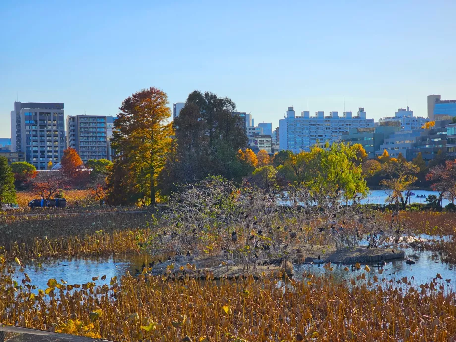 Parcul Ueno, iazul Shinobazu