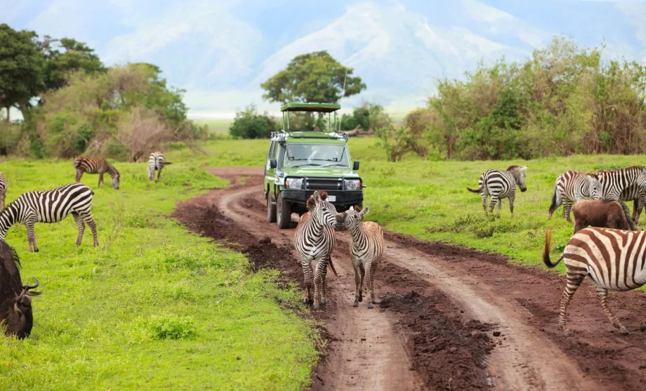 Mașină în safari