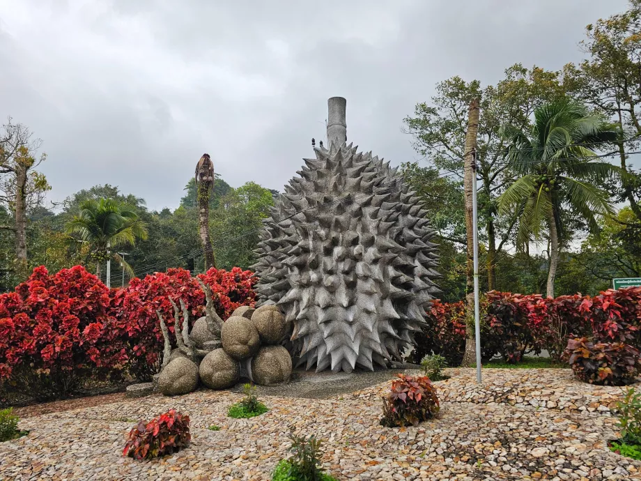 Fructe magice de piatră