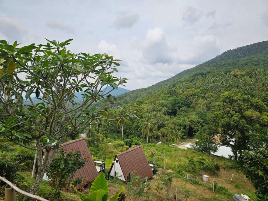 Jungla din interiorul insulei Koh Phangan
