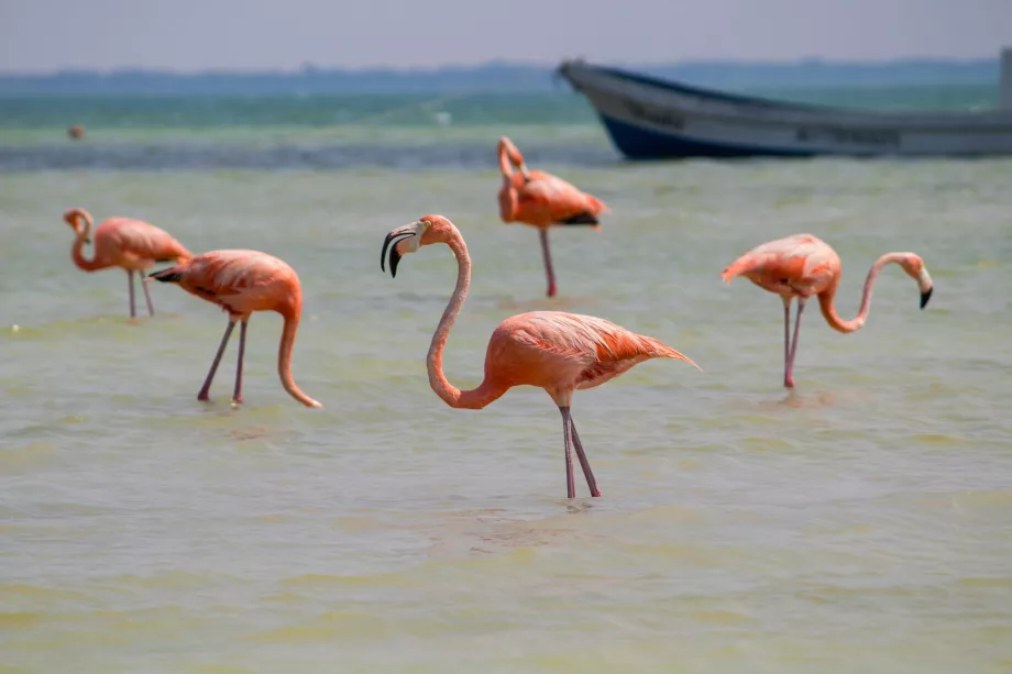 Flamingo pe insula Holbox