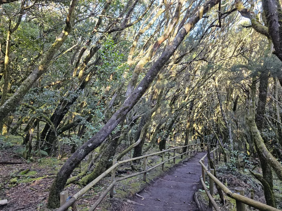 Pădurile de lauri din jurul Laguna Grane