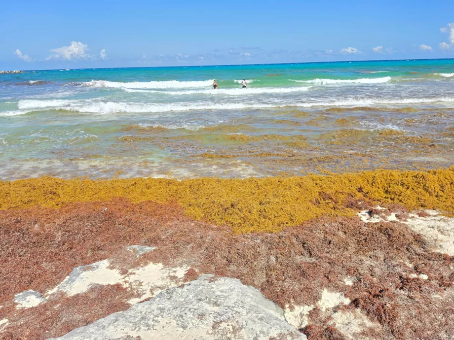Playa Gaviota Azul, alge sargassum