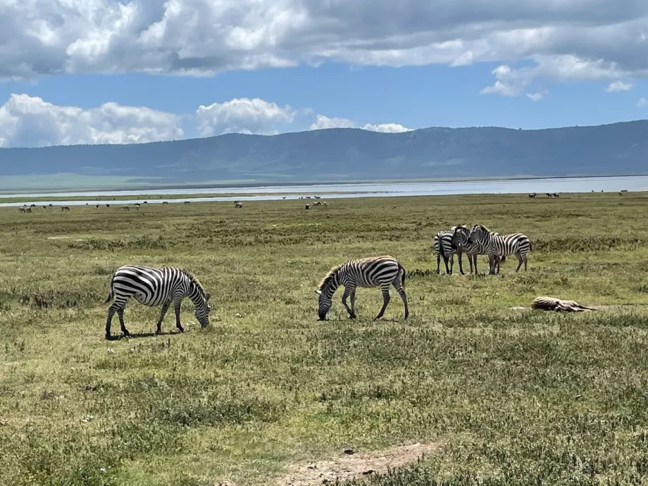 Zebre