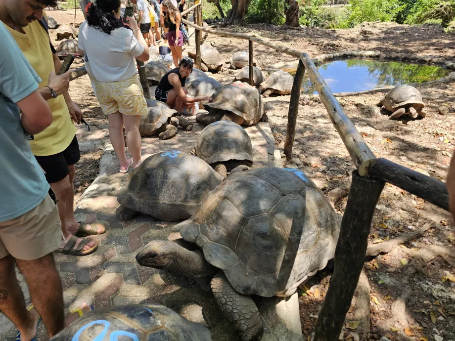 Insula închisorii, țestoase gigant