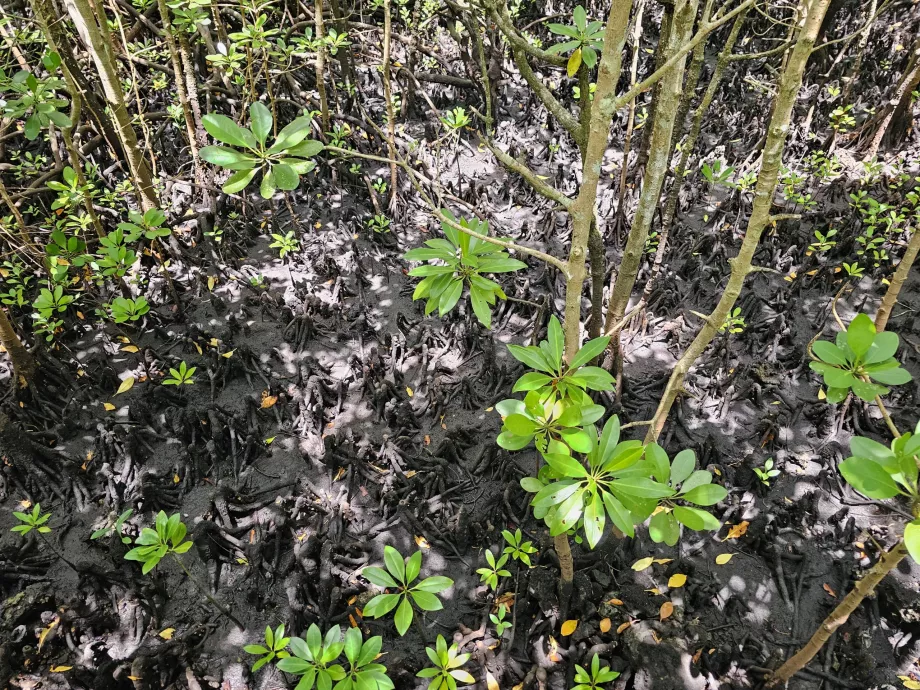 Pădurea Jozani, mangrove