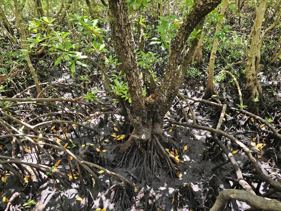 Pădurea Jozani, mangrove
