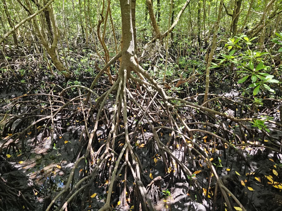 Pădurea Jozani, mangrove