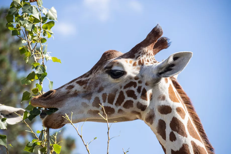 Girafă la grădina zoologică Schönbrunn